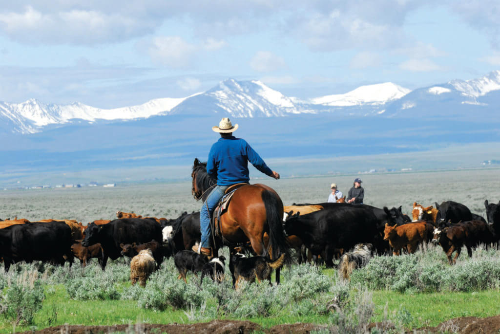 USA iStock 4609678 LARGE 1 - Farm & Leisure Tours