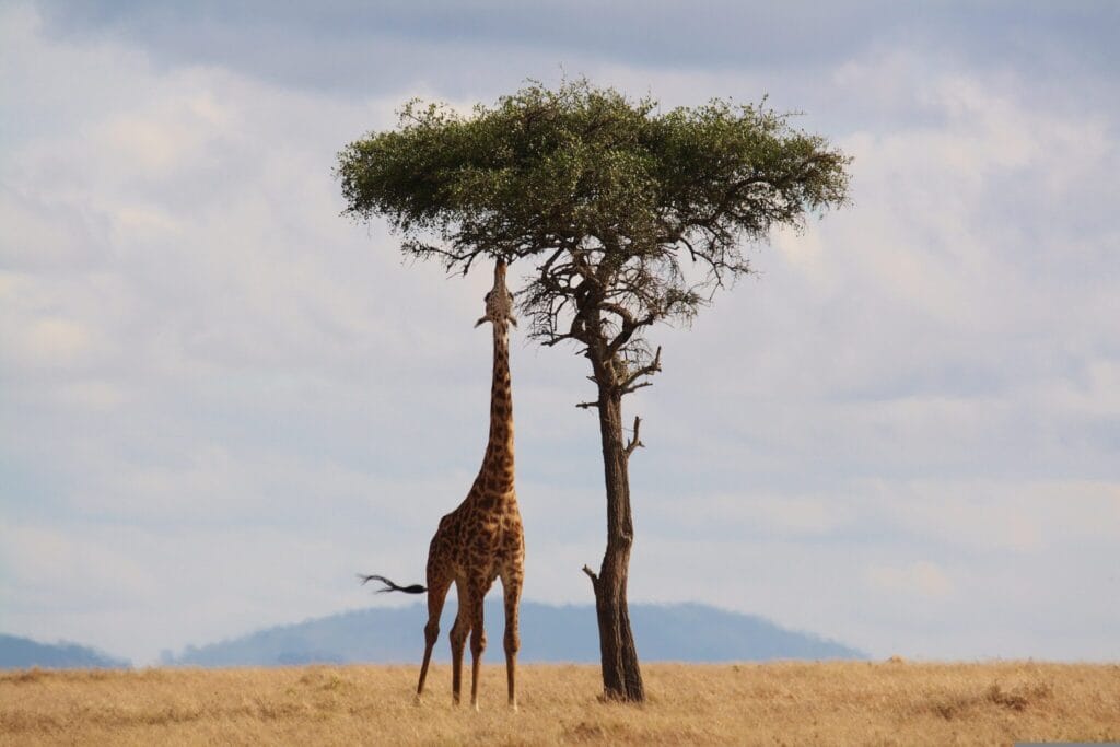 giraffe 2191662 - Farm & Leisure Tours