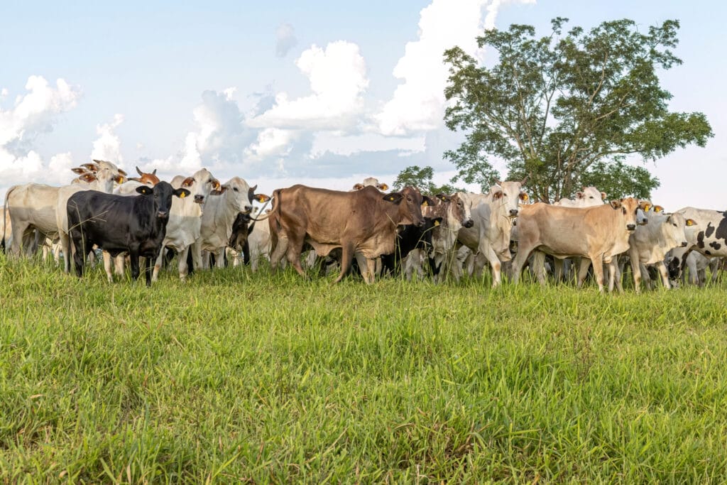 vecteezy cows in a pasture field for cattle raising on a farm 26760256 - Farm & Leisure Tours